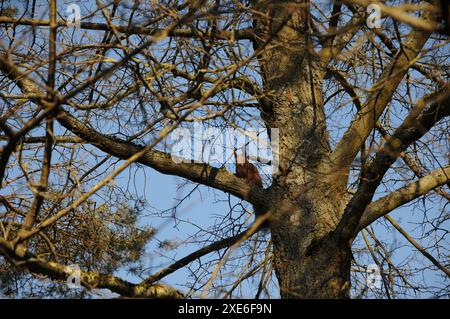 Sciurus vulgaris, écureuil Banque D'Images