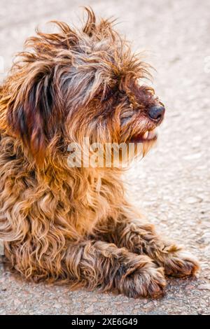 Petit chien dépouillé avec un mélange de fourrure bouclée brune et noire couchée sur une surface en béton, abandonné dans la rue. Banque D'Images
