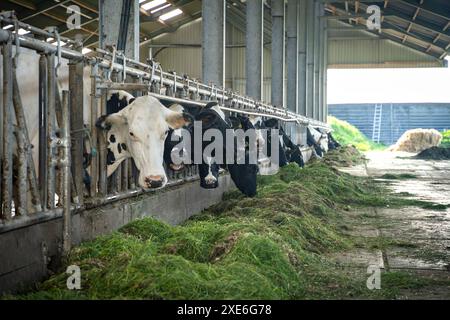 Vaches et grange, paysage agricole avec bétail de pâturage aux pays-bas Banque D'Images