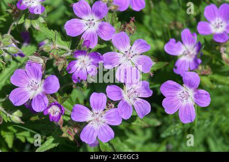 Bois Cranesbill (Geranium sylvaticum) floraison dans un pré. Tyrol, Alpes, Autriche Banque D'Images