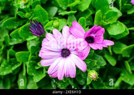 Fleur pourpre vif de la plante Osteospermum, communément connu sous le nom de pâquerettes ou de pâquerettes africaines dans un jardin de printemps ensoleillé, frais naturel extérieur et fl Banque D'Images