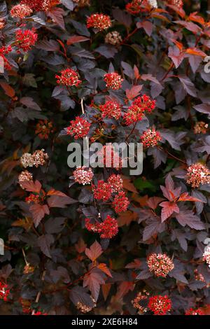 Gros plan sur le feuillage violet rouge coloré de l'arbuste physocarpus opulifolius diable d'Or mindia. Banque D'Images