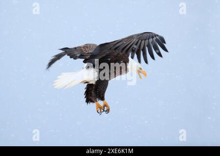 Aigle à tête blanche (Haliaeetus leucocephalus). Adulte en vol pendant un appel. Homer, péninsule de Kenai, Alaska, États-Unis Banque D'Images