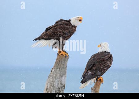 Aigle à tête blanche (Haliaeetus leucocephalus). Deux oiseaux adultes debout en bois flotté, l'un d'eux appelle. Homer, péninsule de Kenai, Alaska, États-Unis Banque D'Images