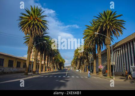 Avenue bordée de palmiers à Asmara, Érythrée, Afrique Copyright : MichaelxRunkel 1184-11916 Banque D'Images