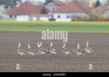 Grande outarde (Otis tarda). Mâles exposant devant les maisons, Burgenland, Autriche. Banque D'Images