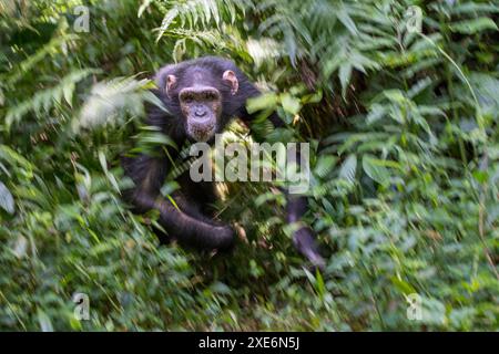 Chimpanzé (Pan troglodytes). Un adolescent masculin court à travers la forêt. Centre de secours Marienberg, Cameroun Banque D'Images