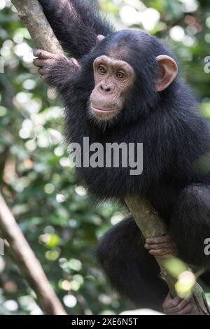 Chimpanzé (Pan troglodytes). Un enfant orphelin reposant sur une branche. Centre de secours Marienberg, Cameroun Banque D'Images