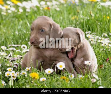 Weimaraner. Deux chiots assis sur la prairie, l'un d'eux bâille Banque D'Images