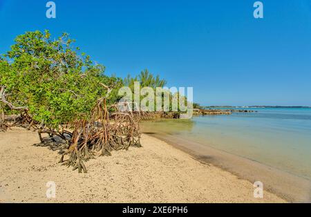 Mangroves au parc Blue Hole, paroisse de Hamilton, Bermudes, Atlantique Nord, Amérique du Nord Copyright : BarryxDavis 1358-384 Banque D'Images