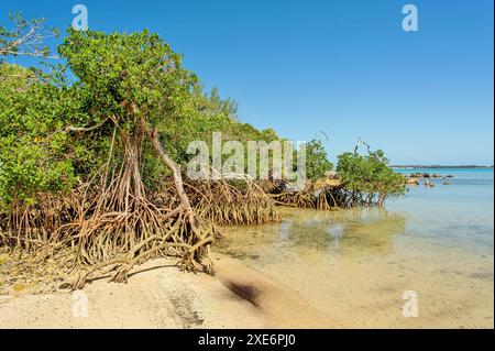 Mangroves au parc Blue Hole, paroisse de Hamilton, Bermudes, Atlantique Nord, Amérique du Nord Copyright : BarryxDavis 1358-383 Banque D'Images