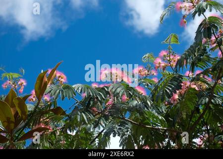 Arbre à soie, Albizia julibrissin Banque D'Images