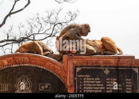 Singes rhésus couchés sur la sculpture de pierre de-lousing les uns les autres, Népal, Asie Copyright : CasparxSchlageter 1372-376 Banque D'Images