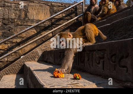 Singe rhésus saisissant soigneusement une fleur de souci sur des escaliers en pierre, Népal, Asie Copyright : CasparxSchlageter 1372-380 Banque D'Images