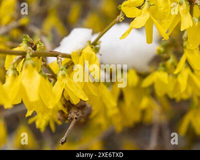 Forsythia intermedia (border forsythia) fleur jaune à la fin de l'hiver Banque D'Images