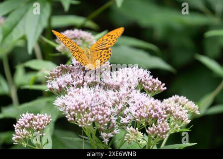 Fritillaire lavé à l'argent (Argynnis paphia) papillon orange à l'agrimonie de chanvre (eupatorium cannabinum) avec bokeh Banque D'Images