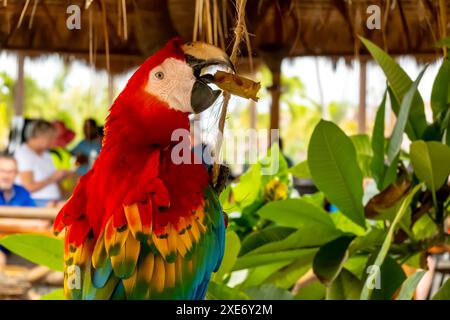 Caraïbes Kaleidoscope : le perroquet vibrant charme les touristes, infusant le shopping local de couleurs animées lors d'une aventure tropicale de vacances Banque D'Images