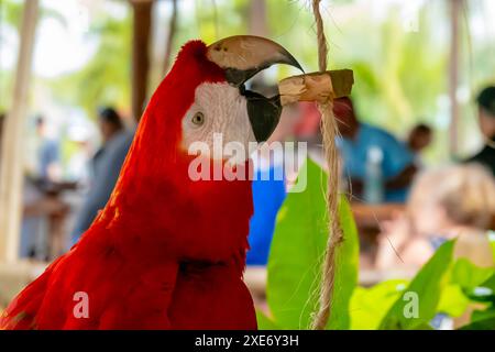 Caraïbes Kaleidoscope : le perroquet vibrant charme les touristes, infusant le shopping local de couleurs animées lors d'une aventure tropicale de vacances Banque D'Images