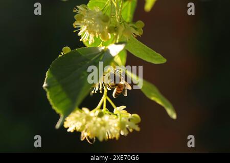 Petite abeille sur des fleurs vert clair de tilleul. La fleur de tilleul d'été en gros plan Banque D'Images