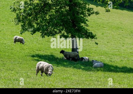 Les brebis s'abritent du soleil sous un arbre dans le Connonagh, West Cork, Irlande. Banque D'Images