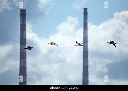 Quatre oies de Brent, avec leur tête et leur cou noirs distinctifs, ont été aperçues volant sur Bull Island, Dublin, Irlande, avec les Poolbeg Towers dans la BA Banque D'Images