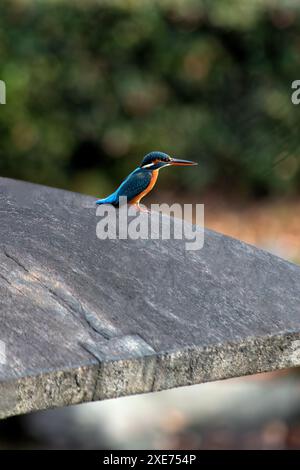 Le Common Kingfisher, avec son plumage bleu vif et orange, a été repéré sur Bull Island, Dublin, Irlande. Cette photo capture sa présence frappante Banque D'Images