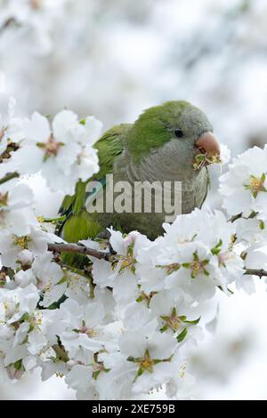 La perruche moine, avec son plumage vert vif et son visage gris, a été repérée dans le parc El Retiro, Madrid, Espagne. Cette photo capture sa présence vibrante Banque D'Images