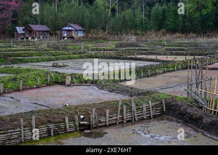 Champs de pépinière de riz paddy, vallée de Ziro, Arunachal Pradesh, Inde, Asie Banque D'Images