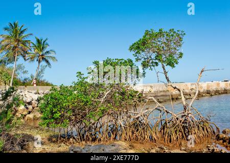 Mangroves à Blue Hole Park, Hamilton Parish, Bermudes, Atlantique Nord, Amérique du Nord Banque D'Images