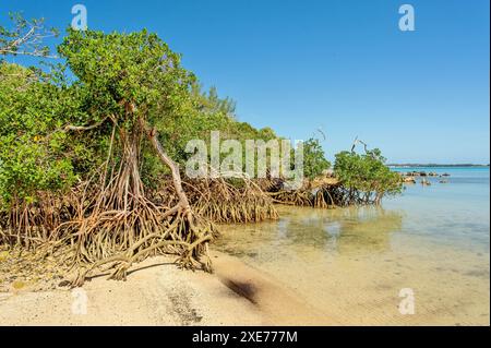 Mangroves à Blue Hole Park, Hamilton Parish, Bermudes, Atlantique Nord, Amérique du Nord Banque D'Images