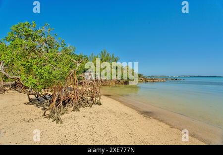 Mangroves à Blue Hole Park, Hamilton Parish, Bermudes, Atlantique Nord, Amérique du Nord Banque D'Images