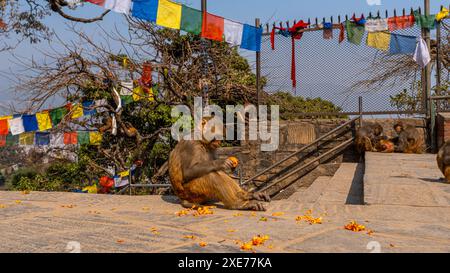 Singe rhésus assis sur le sol en pierre sous les drapeaux de prière, regardant les fleurs de souci, Népal, Asie Banque D'Images