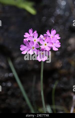 Bird's-Eye Primrose (Primula farinose) fleurs avec des gouttelettes d'eau scintillantes derrière, Widdybank Fell, réserve naturelle nationale de Moor House, Teesdale cou Banque D'Images