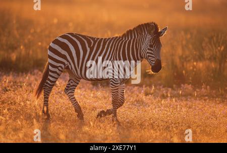 Zèbre de Burchell (Equus quagga burchellii) en fin d'après-midi lumière sur la plaine de Liuwa, Zambie, Afrique Banque D'Images