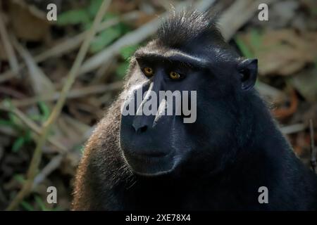 Macaque noir à crête (Macaca nigra) un singe indigène ressemblant à un singe avec des yeux frappants, le visage et la touffe de cheveux, réserve de Tangkoko, Minahasa, N Sulawesi Banque D'Images