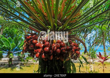 Wodyetia bifurcata (palmier Foxtail), une espèce populaire originaire d'Australie, le fruit rouge mûr n'est pas mangé, Pulisan, Sulawesi du Nord, Indonésie Banque D'Images