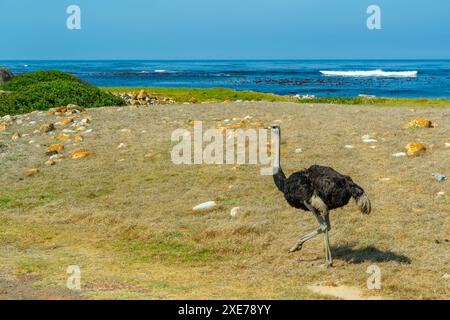 Vue du littoral et de l'autruche (Struthio camelus) à la réserve naturelle de la péninsule de bonne espérance, le Cap, Cap occidental, Afrique du Sud, Afrique Banque D'Images