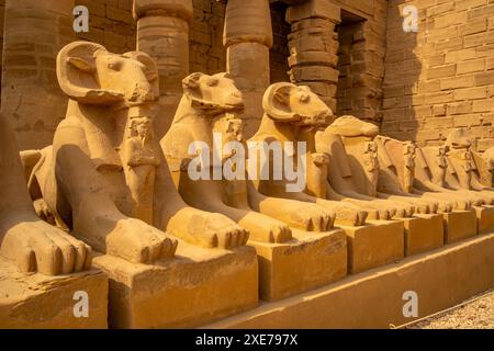 Vue des sphinx à tête de RAM menant au temple Ramsès III au temple de Karnak, Karnak, Thèbes, site du patrimoine mondial de l'UNESCO, Egypte, Afrique du Nord Banque D'Images