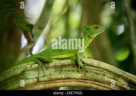 Jésus Christ lézard (basilic commun), Sarapiqui, Costa Rica, Amérique centrale Banque D'Images