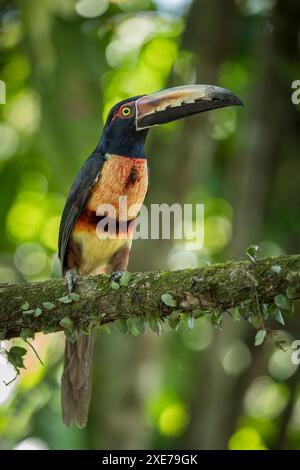 Aracari Toucan (Pteroglossus torquatus), Sarapiqui, Costa Rica, Amérique centrale Banque D'Images