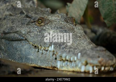 Crocodile américain (Crocodylus acutus), Tarcoles, Garabito, province de Puntarenas, Costa Rica, Amérique centrale Banque D'Images