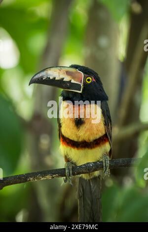 Aracari Toucan (Pteroglossus torquatus), SarapiquA, Costa Rica, Amérique centrale Banque D'Images