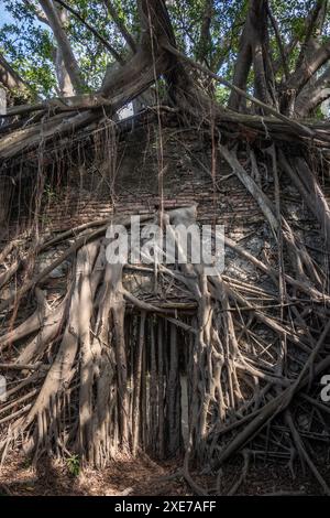 Arbre poussant sur un mur de briques à Anping Tree House à Tainan, Taiwan Banque D'Images