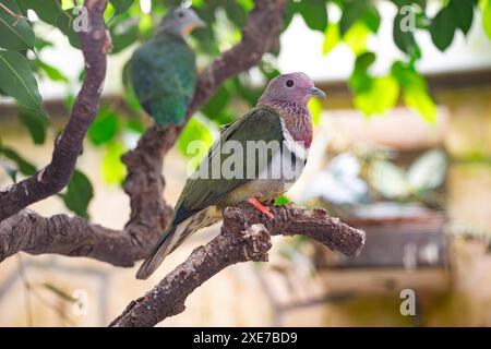 Colombe fruitière à tête rose Ptilinopus porphyreus Banque D'Images