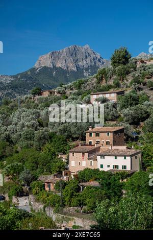 oliveraie et Puig Major en arrière-plan Banque D'Images