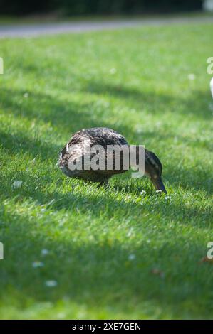 Canards dans le jardin-Strasbourg Banque D'Images