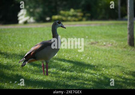 Canards dans le jardin-Strasbourg Banque D'Images