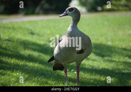 Canards dans le jardin-Strasbourg Banque D'Images