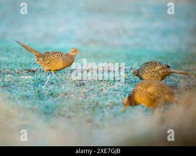 Faisans femelles sur l'herbe du matin Banque D'Images