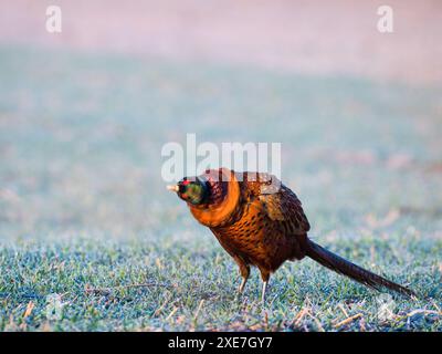 Mâle Pheasant secouant la tête Banque D'Images